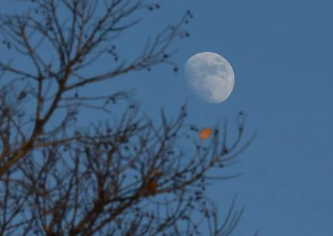 The moon hiding behind a tree.  Stock Photos