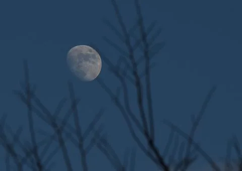 The moon hiding behind a tree.  Stock Photos