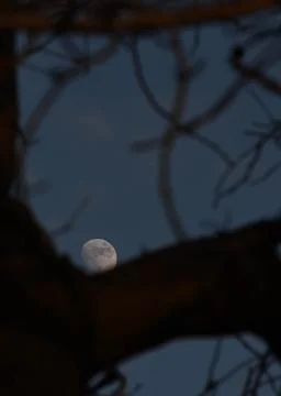 The moon hiding behind a tree.  Stock Photos