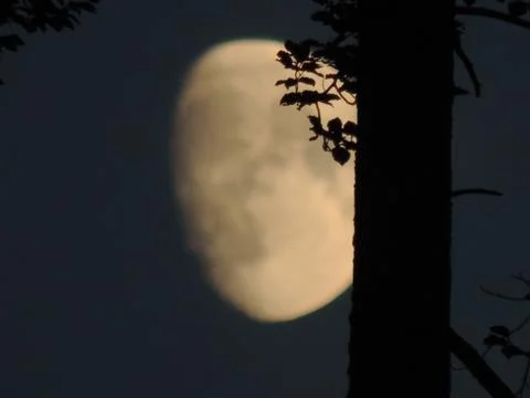 Moon Hiding Behind a Tree in Shadows Stock Photos