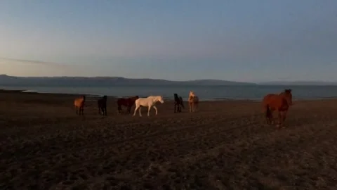 Moon horses Video stock 270240941