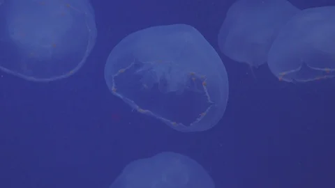 Moon Jellies Floating in Beautiful Light Stock Footage 86671188