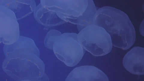 Moon Jellies Floating in Beautiful Light Stock Footage 86671231