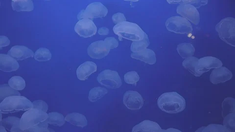 Moon Jellies Floating in Beautiful Light Stock Footage 86671273