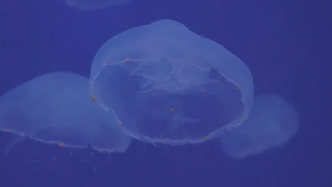 Moon Jellies Floating in Beautiful Light Stock Footage 86671309