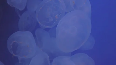 Moon Jellies Floating in Beautiful Light Stock Footage 86671313