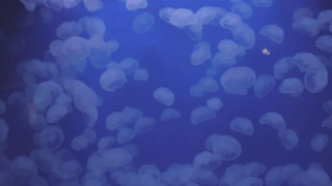 Moon Jellies Floating in Beautiful Light Stock Footage 86671353
