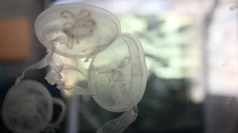 Moon Jellies Stock Footage 27113891