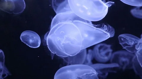 Moon Jellies Stock Footage 89958607