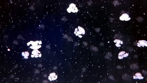Moon jellies silent Stock Footage 104641693