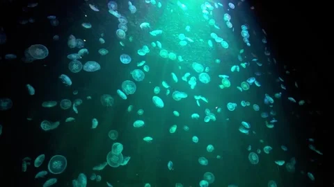 Moon jelly drifting gracefully through aquarium in Singapore Oceanarium Видео 327570289