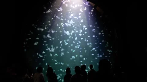 Moon jelly drifting gracefully through aquarium in Singapore Oceanarium Stockbeeldmateriaal 327572814