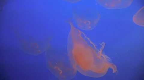 Moon jelly fish Stock Footage 2541838