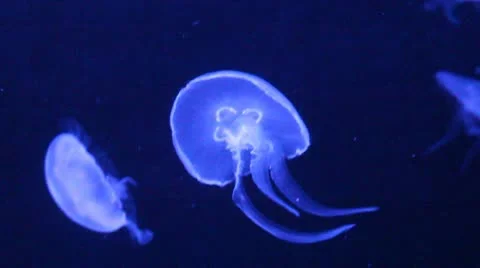 Moon Jelly Fish Video stock 20497148