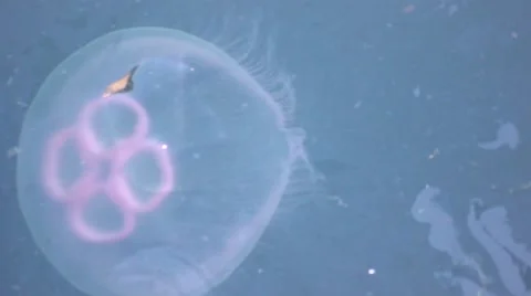 Moon jelly fish Stock Footage 41306590