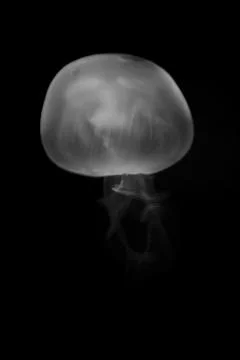 Moon jelly fish Stock Photos