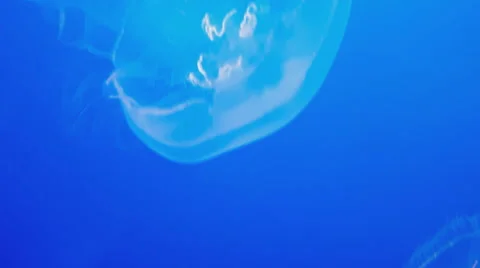 Moon Jelly Fish Relaxing Loop Background Stock-Footage 65166627