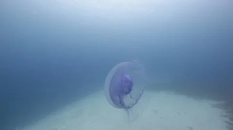 Moon jelly fish.mp4 Stock Footage 10917530