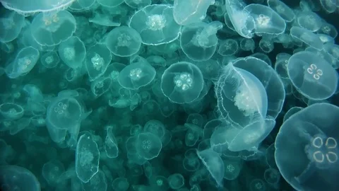 Moon Jelly Stock Footage