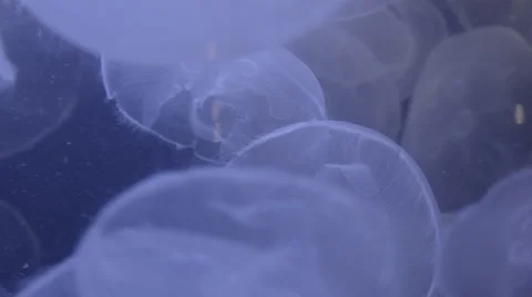 Moon Jelly Jellyfish Stock Footage 41206251