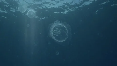 Moon Jelly Jellyfish Video stock 83628645