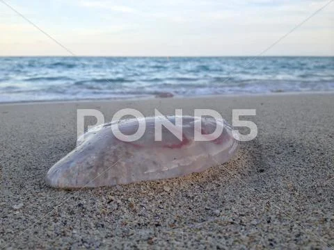 Moon Jelly (jellyfish) on Miami Beach Stock Photos