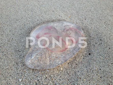 Moon Jelly (jellyfish) on Miami Beach Stock Photos