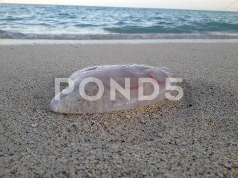 Moon Jelly (jellyfish) on Miami Beach Stock Photos