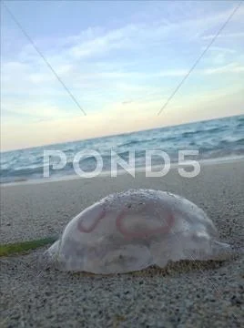 Moon Jelly (jellyfish) on Miami Beach Stock Photos