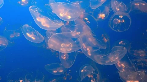 Moon jelly in motion Stock Footage
