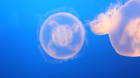 Moon jelly swimming Stock Footage 34396361