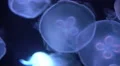 Moon Jellyfish Aurelia Aurita 15 4K 4k or 4k+ Resolution