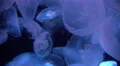 Moon Jellyfish Aurelia Aurita 16 4K 4k or 4k+ Resolution