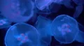 Moon Jellyfish Aurelia Aurita 17 4K 4k or 4k+ Resolution