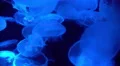 Moon Jellyfish Aurelia Aurita 18 4K 4k or 4k+ Resolution