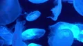 Moon Jellyfish Aurelia Aurita 19 4K 4k or 4k+ Resolution