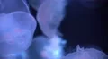 Moon Jellyfish Aurelia Aurita 20 4K 4k or 4k+ Resolution