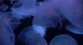 Moon Jellyfish Aurelia Aurita 21 4K 4k or 4k+ Resolution