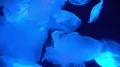 Moon Jellyfish Aurelia Aurita Floating Underwater 4k or 4k+ Resolution