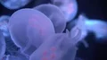 Moon Jellyfish Aurelia Aurita Floating Underwater 4k or 4k+ Resolution