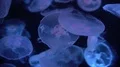 Moon Jellyfish Aurelia Aurita Floating Underwater 4k or 4k+ Resolution
