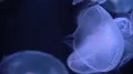 Moon Jellyfish Aurelia Aurita Floating Underwater in Aquarium 4k or 4k+ Resolution