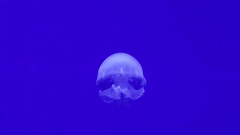 Moon jellyfish Aurelia Stock Footage 336263126