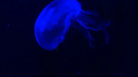 Moon jellyfish in a blue backlight Stock Footage 100685846