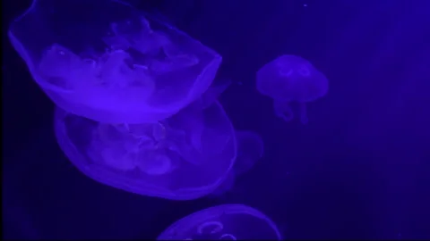 Moon Jellyfish Close Up Stock Footage 237931872