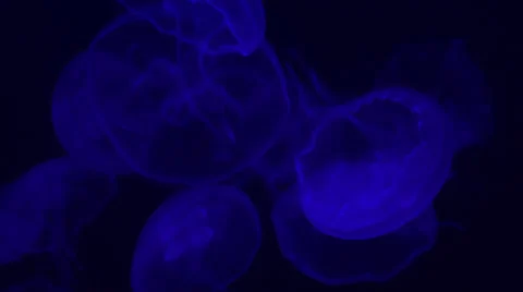 Moon jellyfish on different light Stock Footage 34645641