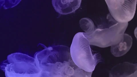 Moon Jellyfish floating in Aquarium pool Stock Footage 168973309