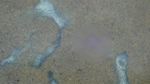 Moon jellyfish floating. Stock Footage 231326035