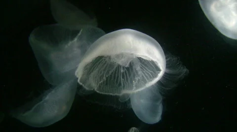 Moon Jellyfish  库存影片 619976