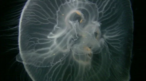 Moon Jellyfish  Video stock 621184